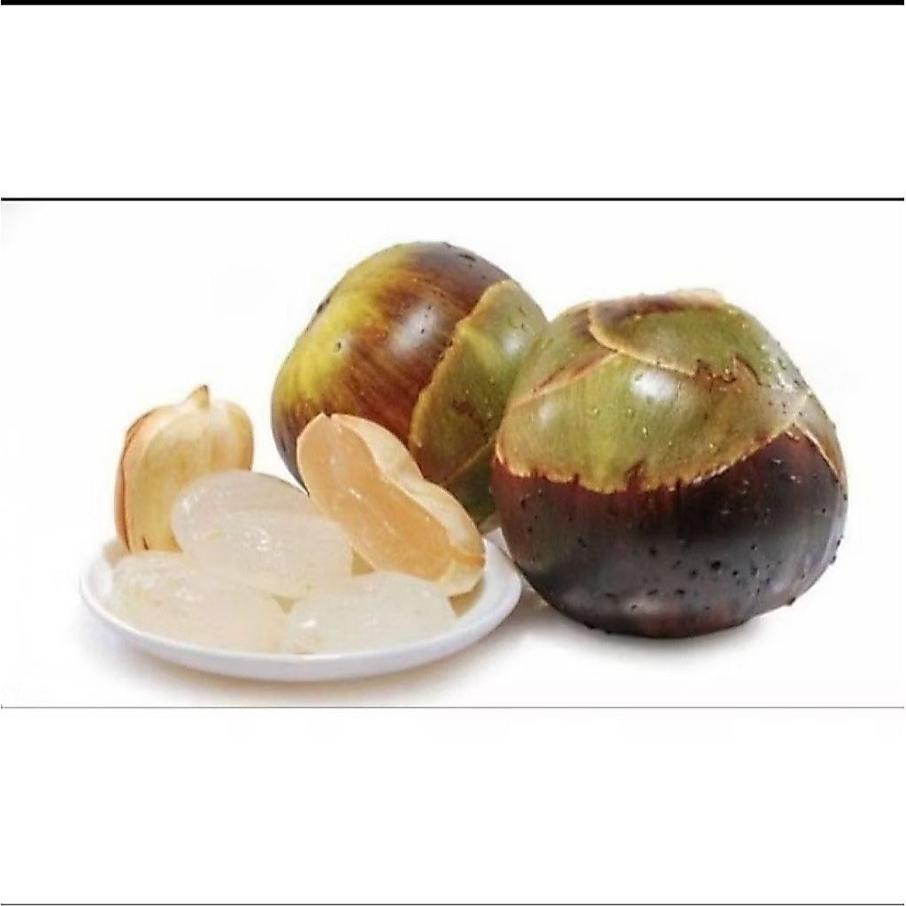 Buah Lontar Atau Siwalan asli Madura 1 Buah Utuh