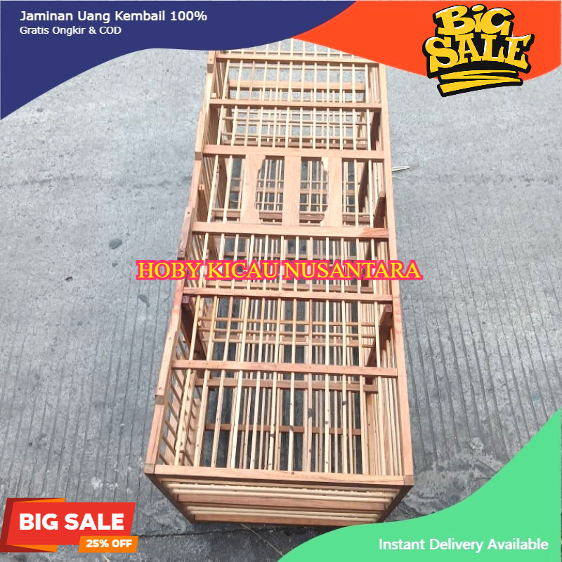 Dondang burung Dara PINTU 8 kualitas bagus