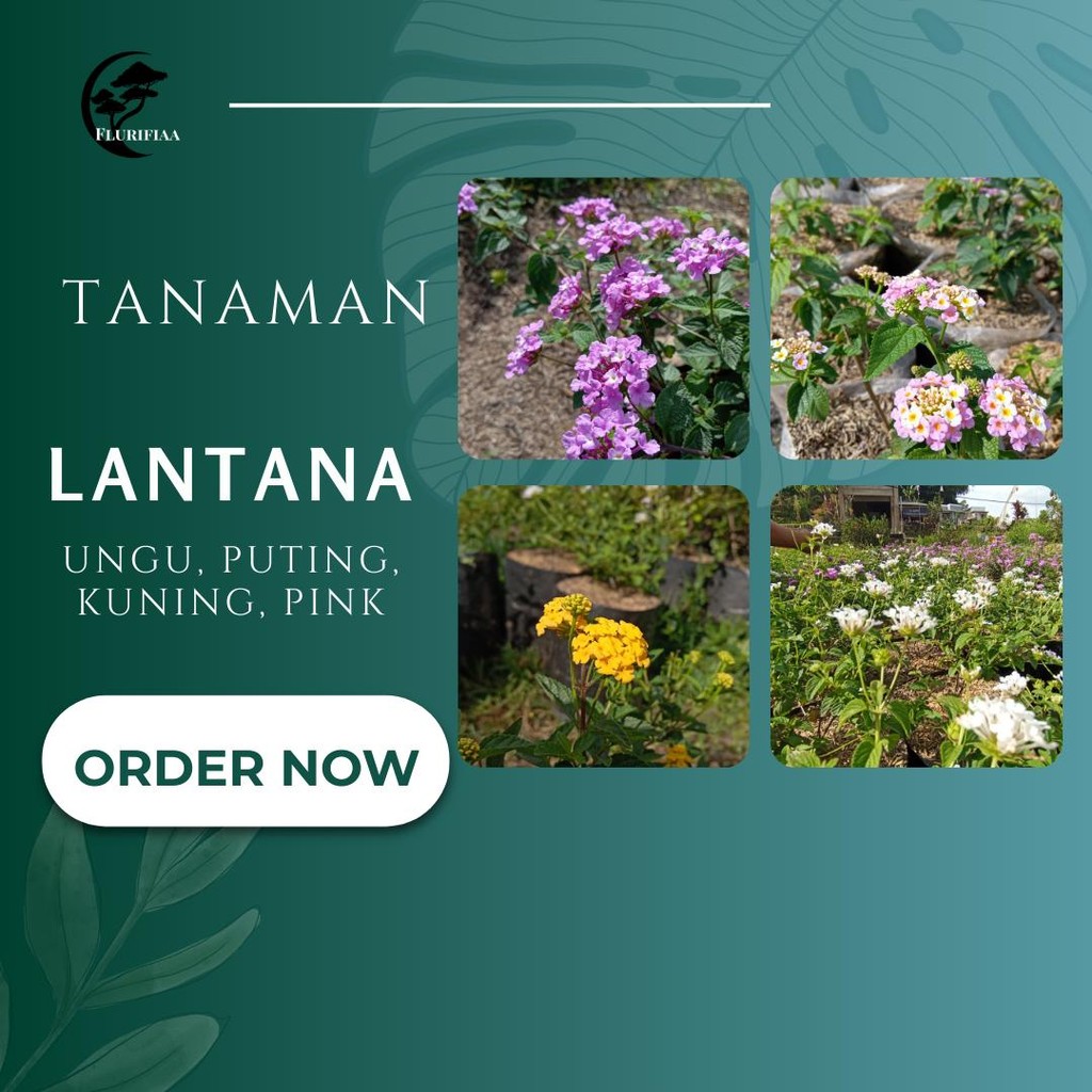 Tanaman Lantana variasi ungu, putih, kuning, pink