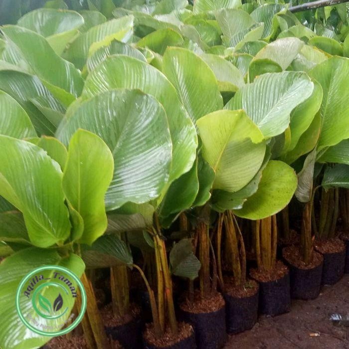 Paket 5 Pohon kalatea pisang - pohon kalatea kipas - pisang kalatea