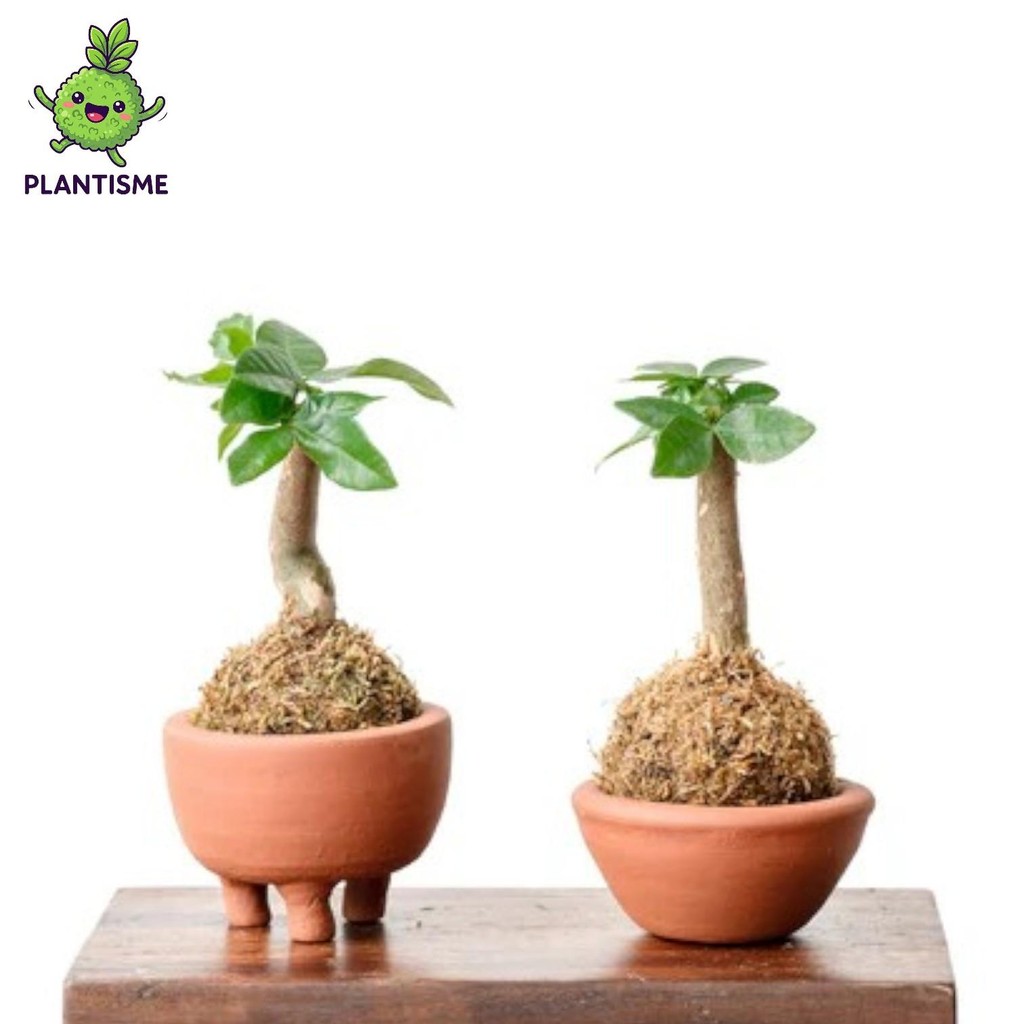 Mossball – Pohon Uang Mini Pachira Aquatica Money Tree Tanaman Bonsai Tropis Indoor Pembawa Hoki