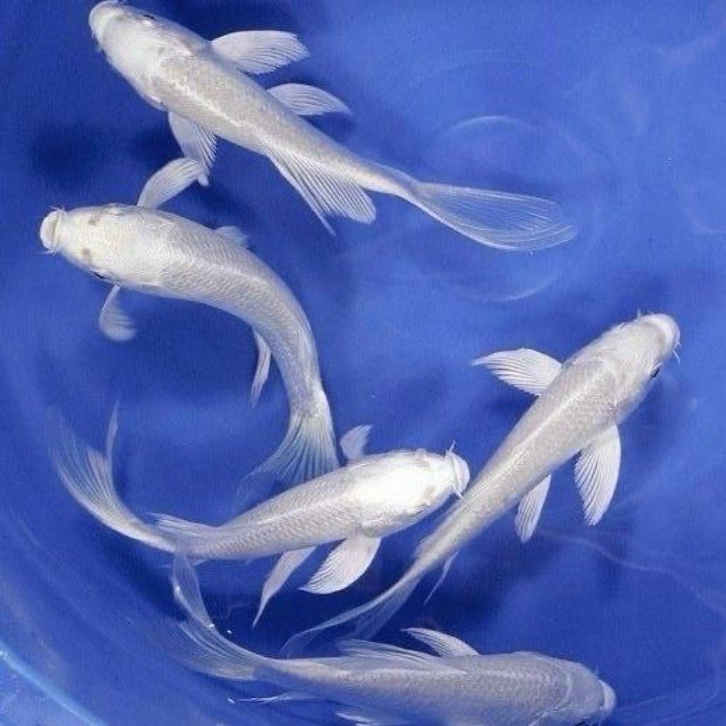 [BONUS PAKAN] Paket 7 Ekor Koi Platinum Slayer Putih Salju Size 7-8cm