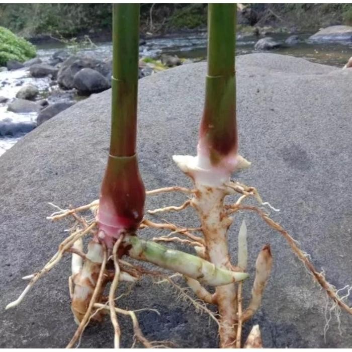 Kapulaga Bibit Kapulaga Hibrida / Bibit Kapulaga Hijau / Bibit Kapulaga Super Unggul