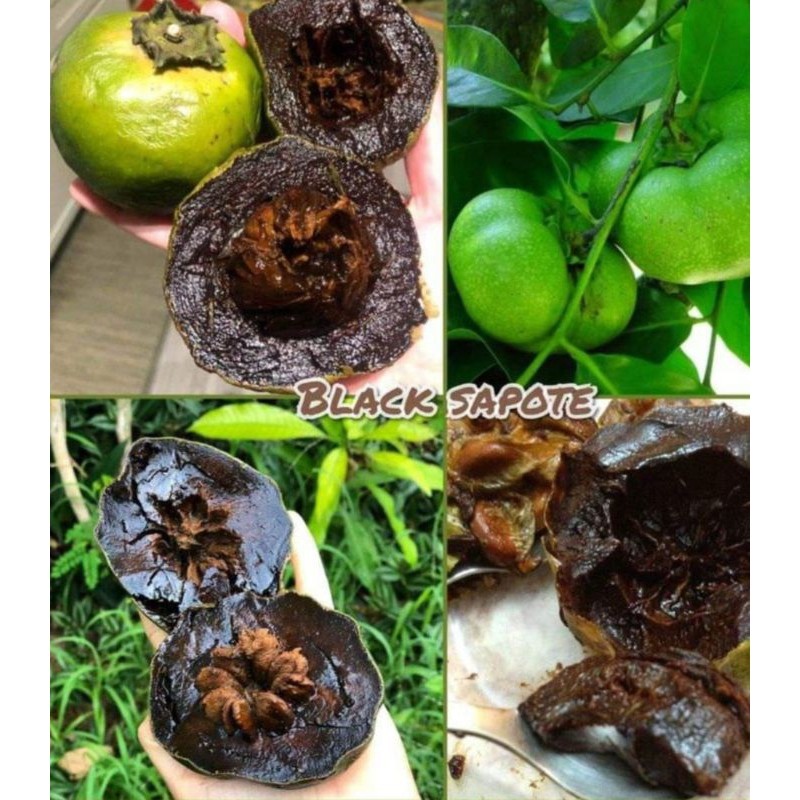 

Buah Black sapote 1kg tua