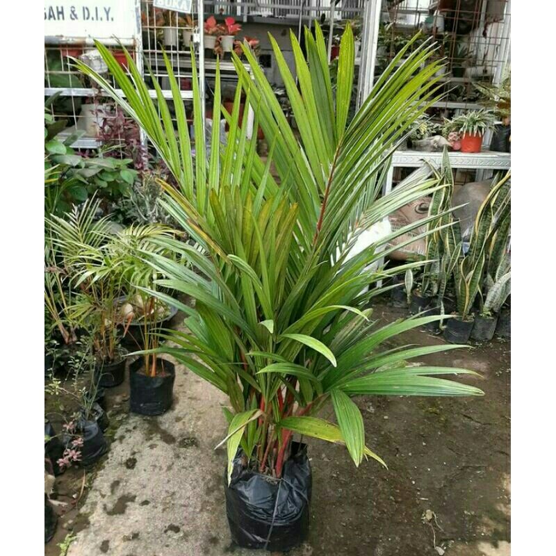 Pohon palem merah asli - Bibit palm merah - tanaman palem merah tinggi 1 meter