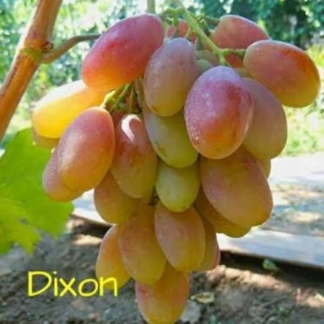 BIBIT ANGGUR IMPORT DIXON (grafting) MURAH BIBIT ANGGUR DIXON IMPORT