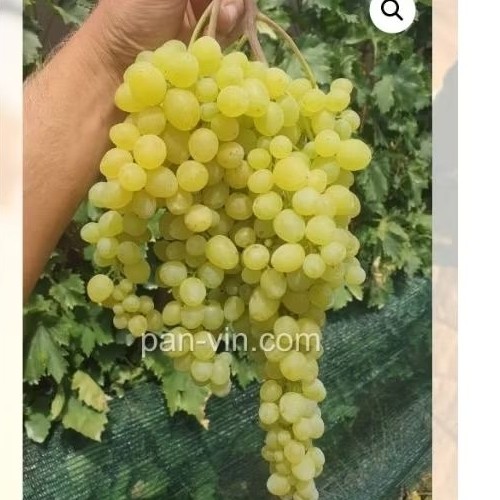 bibit anggur PERFUME RS IMPORT Kobber 5bb/so4/coudrex 1613