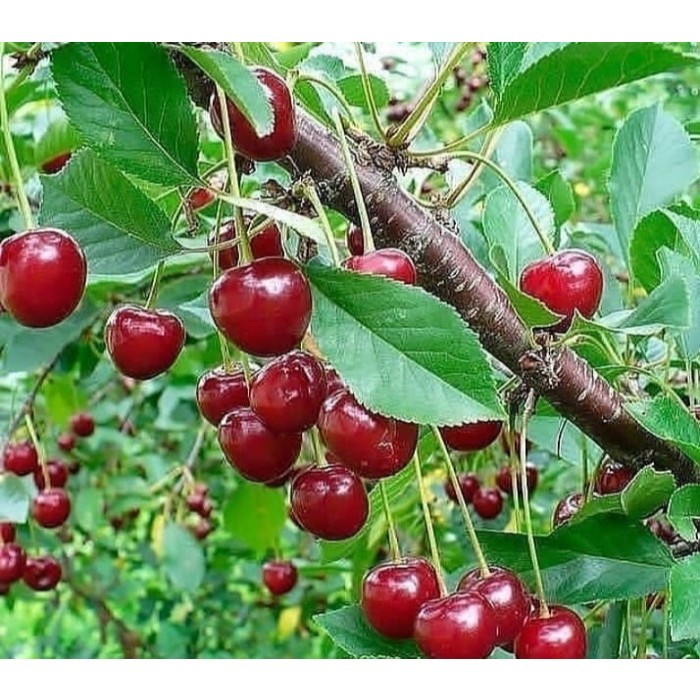 Bibit Tanaman Buah Cherry Jepang / Ceri Jepang