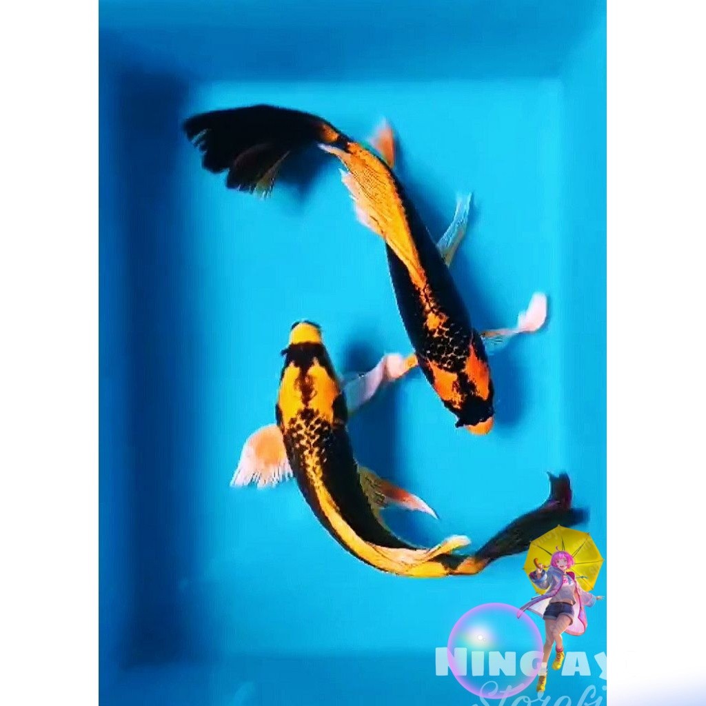 paket 1 pcs koi Kabuto slayer kumpay size 9_13 cm  kwalitas terbaik/ koi Kabuto slayer