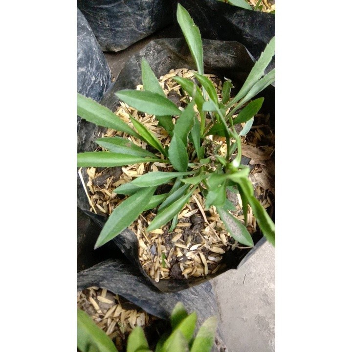TANAMAN FULL MEDIA Bibit Tanaman Hias Bunga Aster Peacock /Aster Pikok Bisa Pilih Warna belum berbun