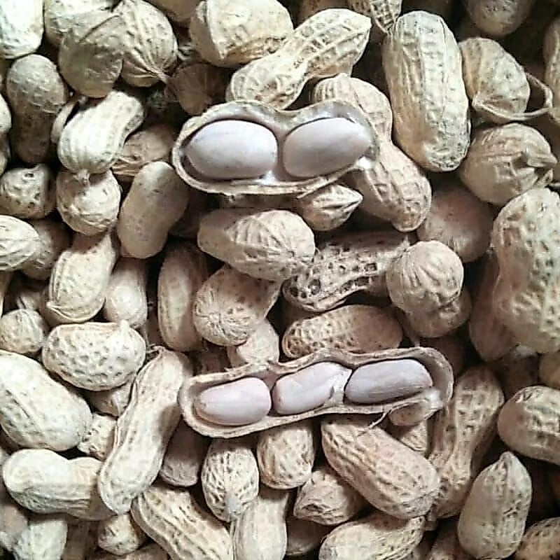 KACANG KULIT ASIN OVEN CEMILAN KILOAN
