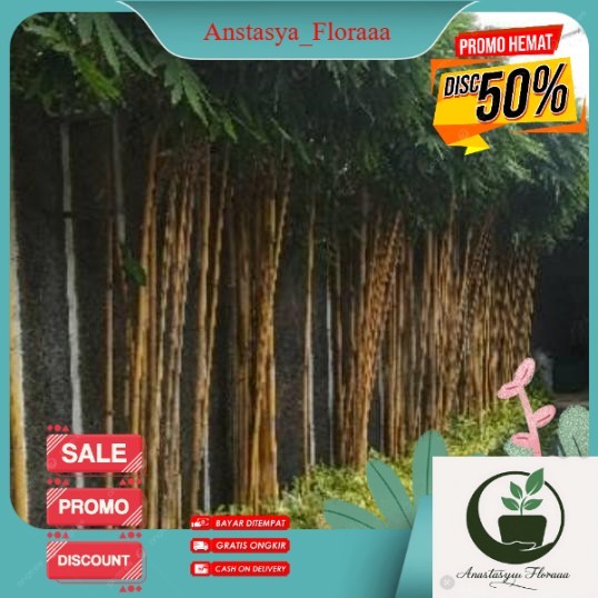 POHON BAMBU KUNING TINGGI 2 METER