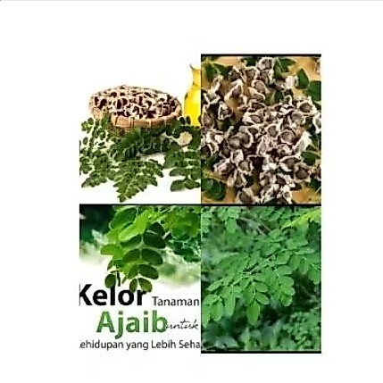Biji Benih Tanaman Pohon Kelor untuk Kesehatan dan Kualitas Hidup yang Lebih Baik