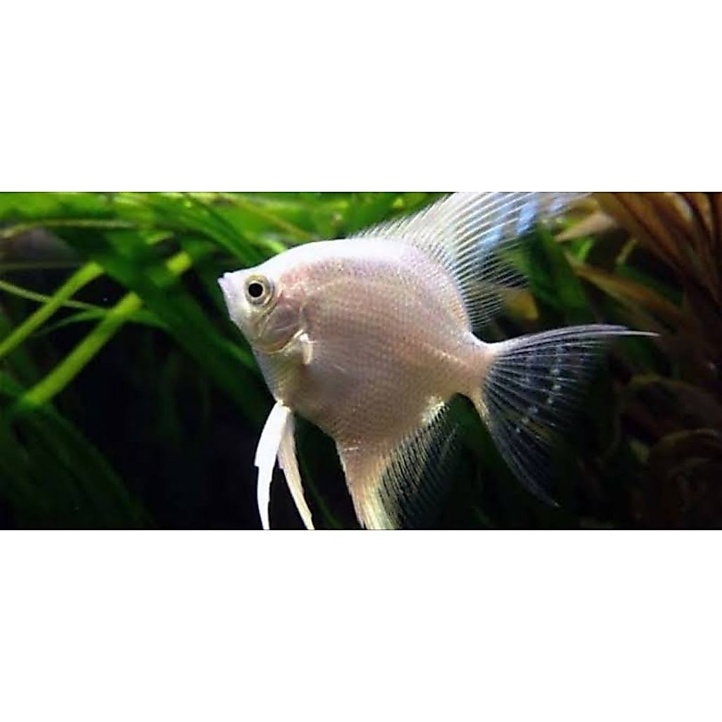 Ikan Manfish/Layang Platinum Gold
