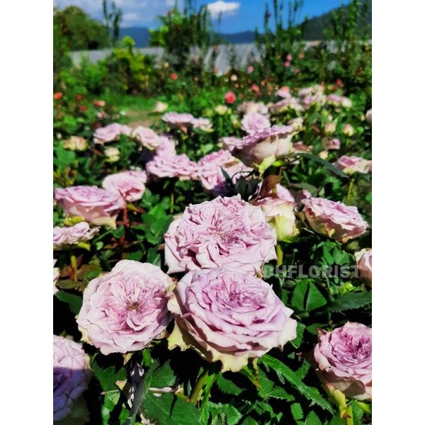 Mawar import dolcetto David Austin