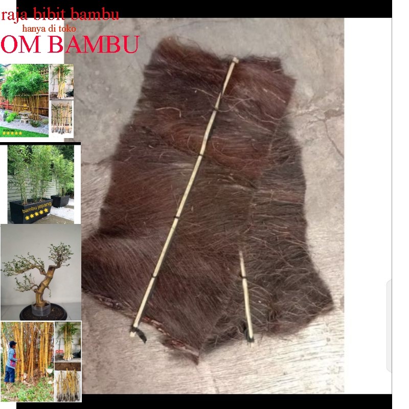 injuk tempat telur ikan mas dll