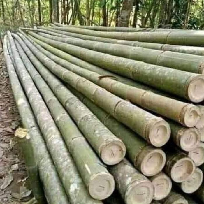 bambu hijau panjang 2 meter