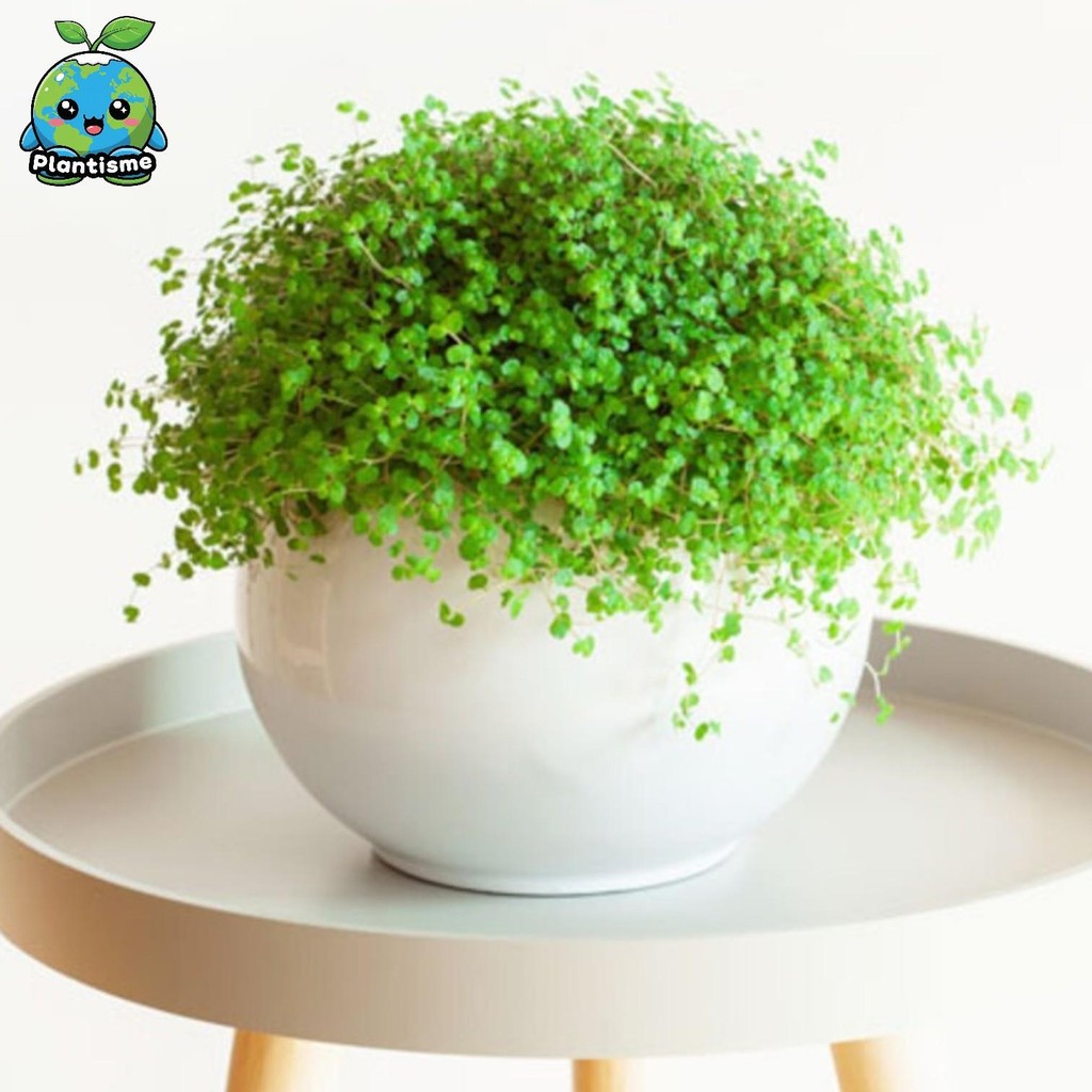 Tanaman Hias Gantung – Pilea Depressa Green Baby Tears Tanaman Merambat Daun Bulat Kecil Menebal