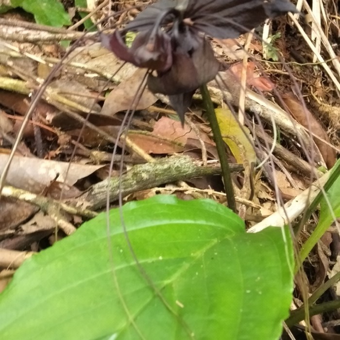 tanaman hias langka bunga kelelawar hitam