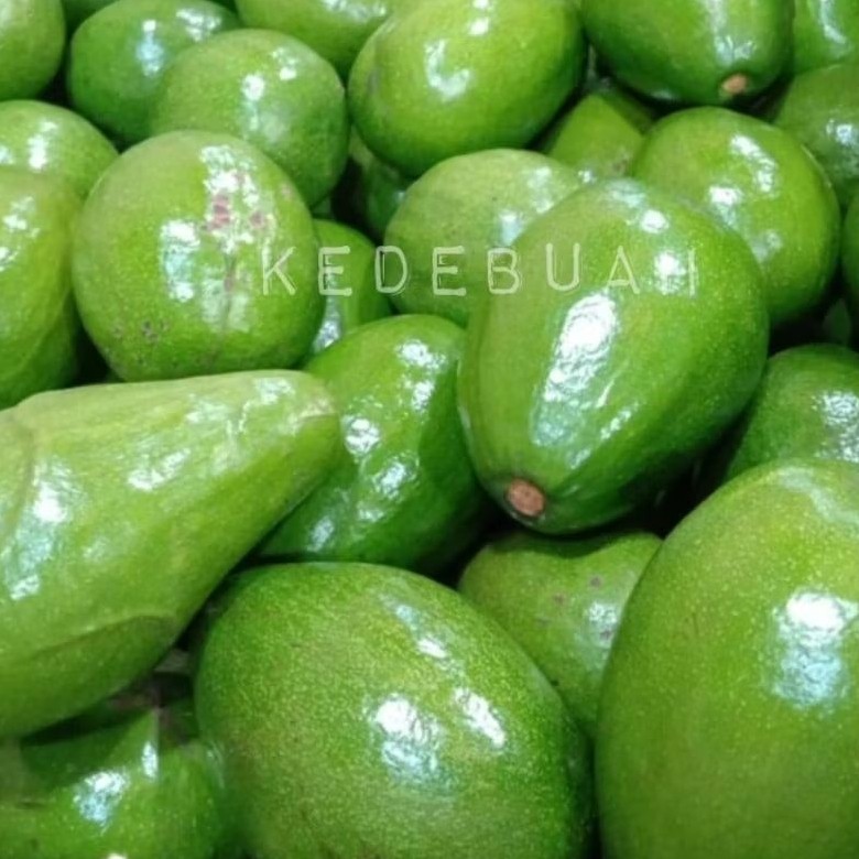 

Alpukat Mentega Super Lampung Timur Daging Kuning