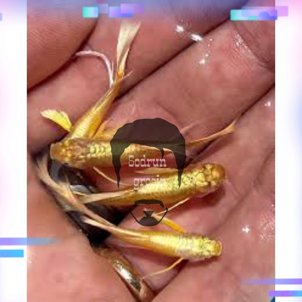 Hiasan aquarium Guppy Fullgold Lokal Sepasang Indukan