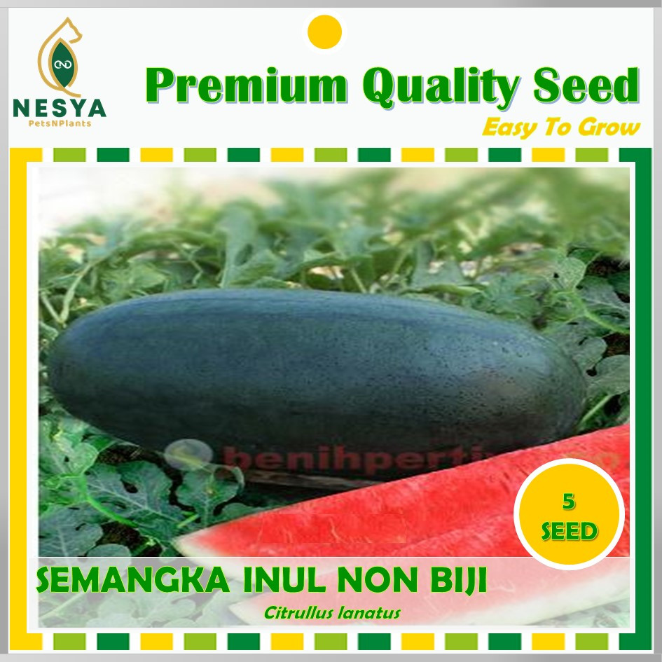 5 Benih Semangka Inul Merah NON Biji Benih Biji Buah Semangka Inul Merah Tanpa Biji