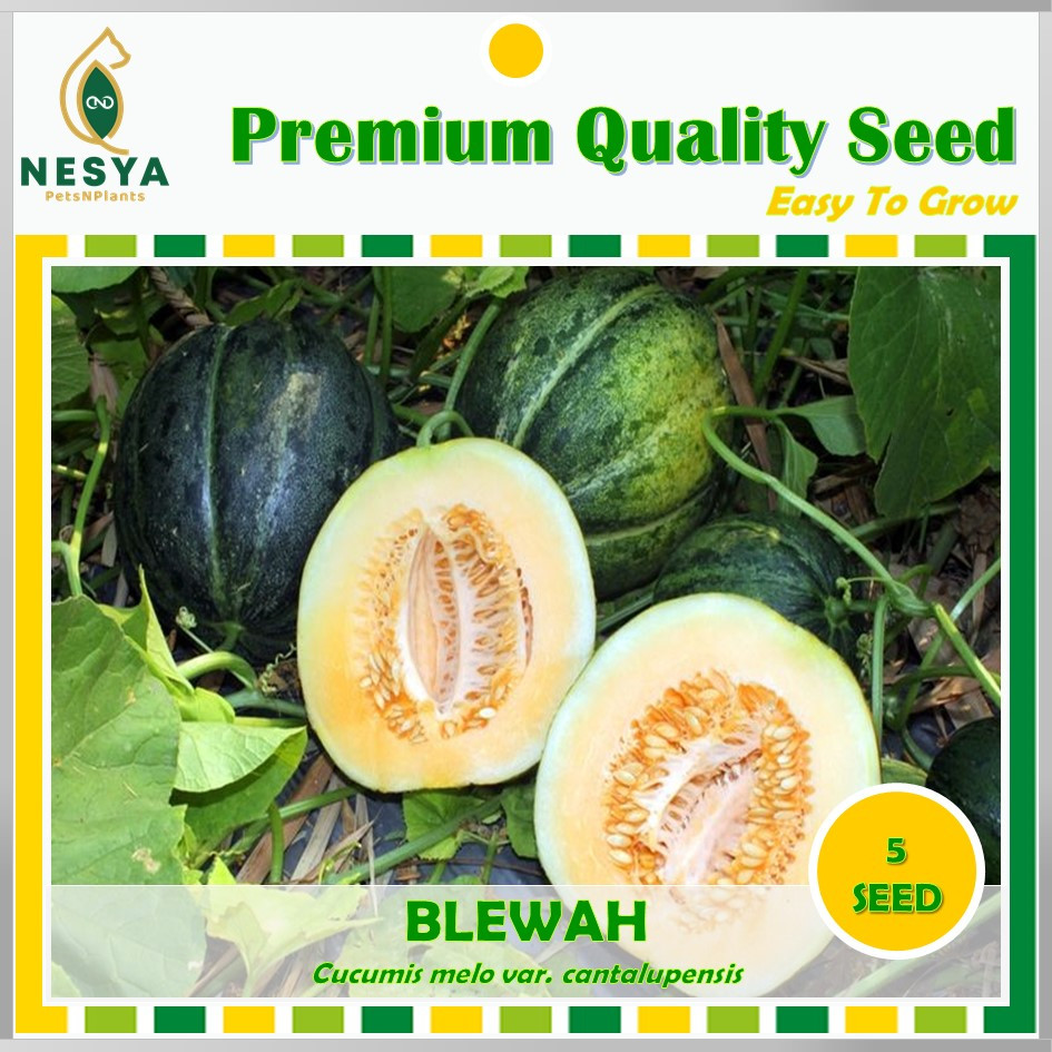 Benih Blewah Benih Biji Buah Blewah 5 biji Unggul Berkualitas