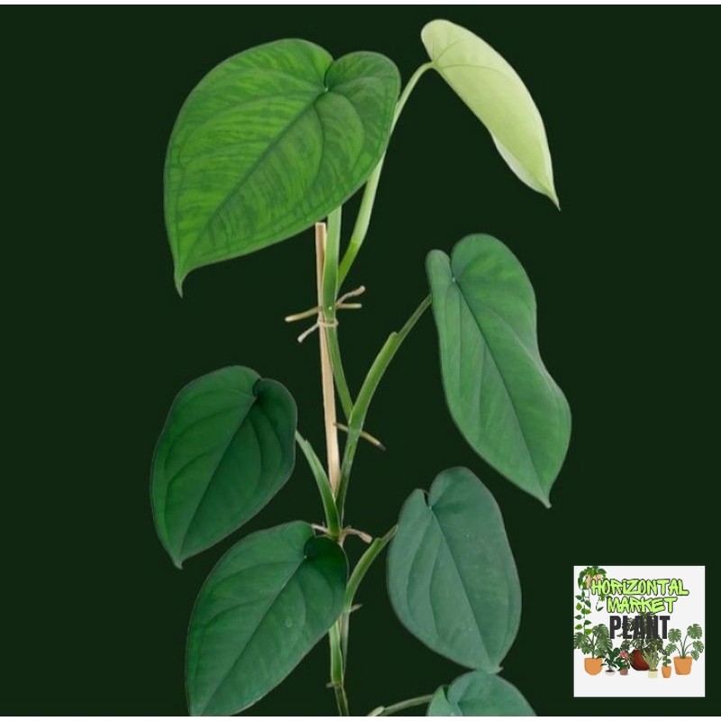 syngonium chiapense - tanaman - syngonium