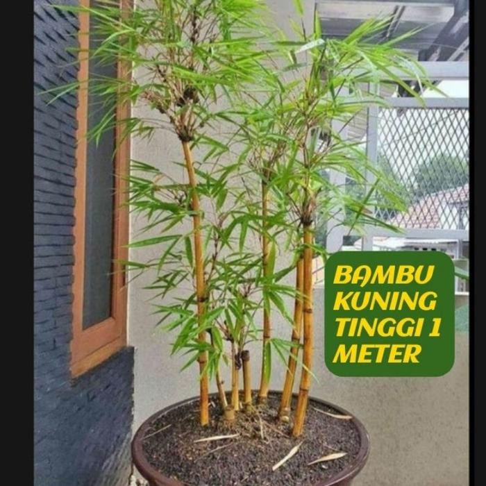 BAMBU KUNING TINGGI 1 METER BELI 4 BONUS BIBIT ANGGUR - Tinggi 1 meter