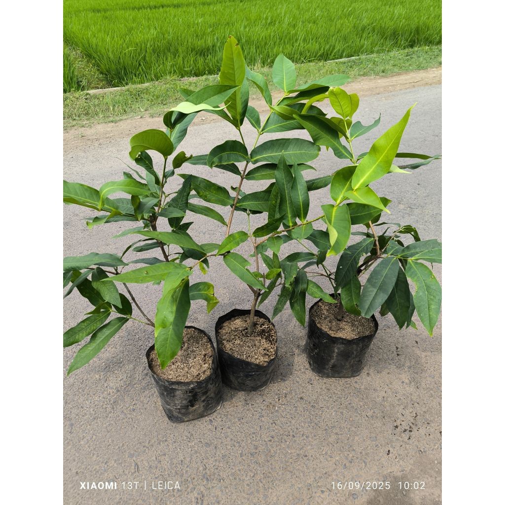 (CANGKOKAN ) bibit jambu madu deli hijau bogel (cangkok)