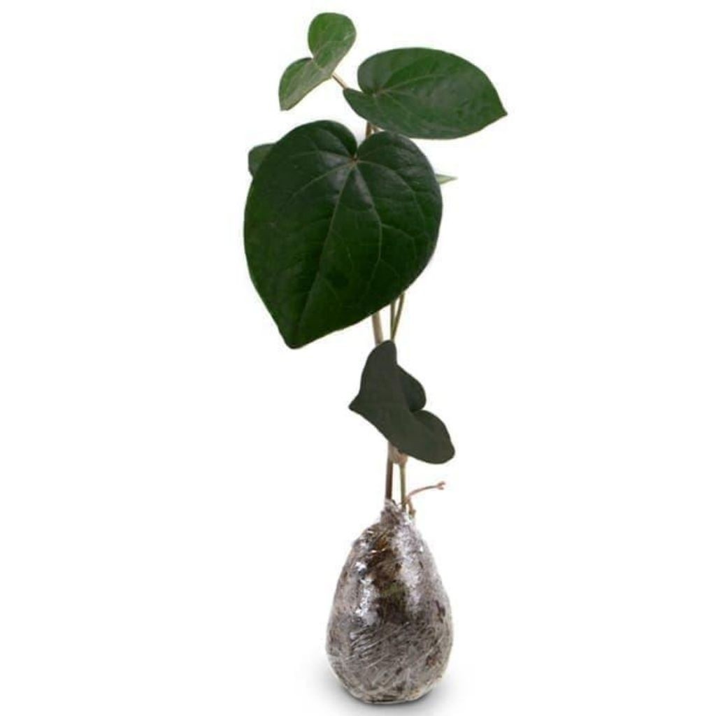 bibit tanaman (herbal) sirih hitam daun sirih