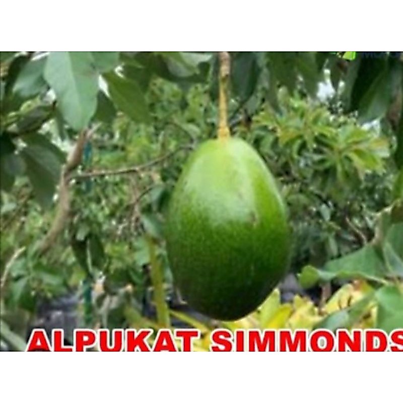 bibit alpukat simond okulasi