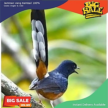 murai batu medan betina cewek dewasa siap ternak burung breding
