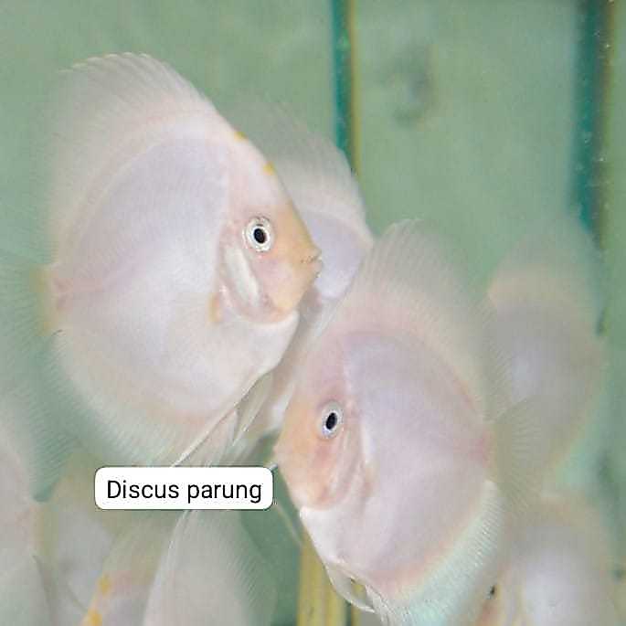 discus 1inch - white diamond
