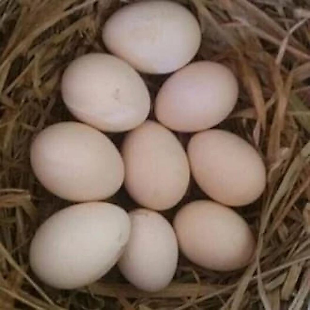 telur ayam bangkok pakhoy brakot