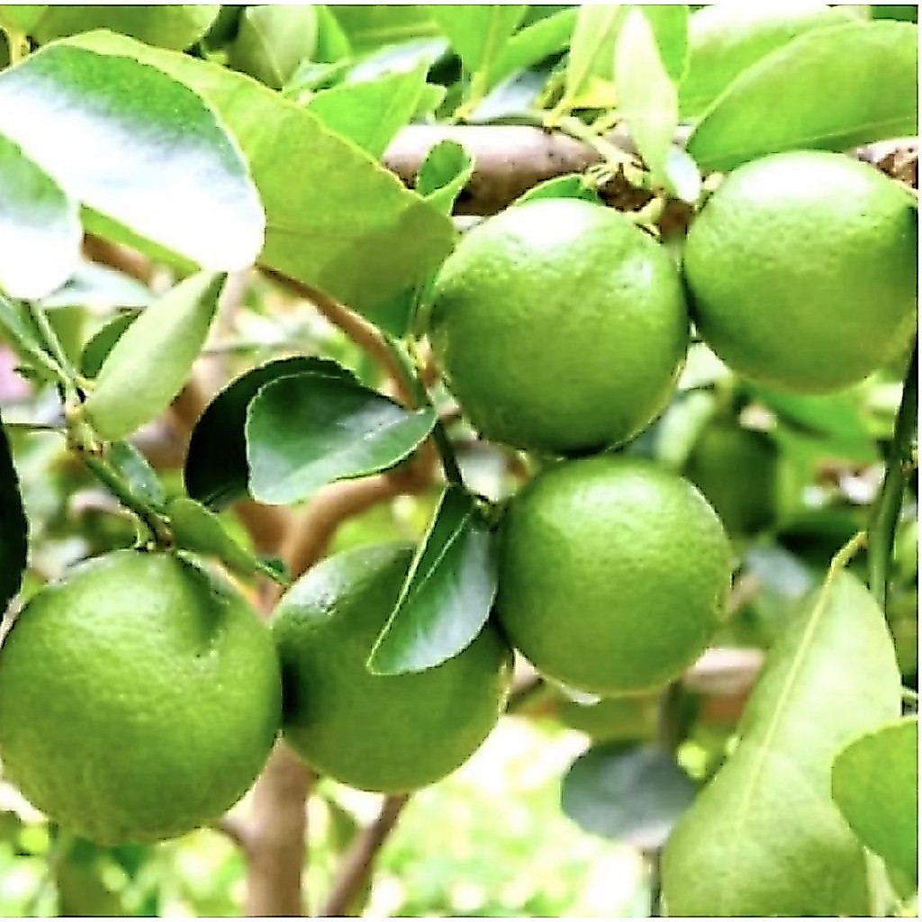 Pohon Jeruk Nipis Okulasi/Bibit Pohon Jeruk Nipis/ Tanaman Jeruk Nipis Okulasi