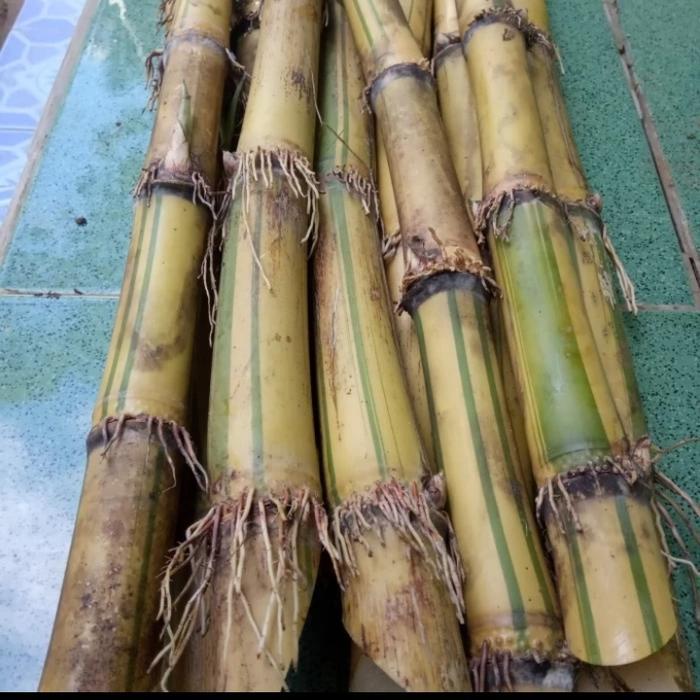 Bibit Tebu Kuning Batang Tebu Kuning 1 kg Stok Tersedia Berat 1 kg dari Stek Batang