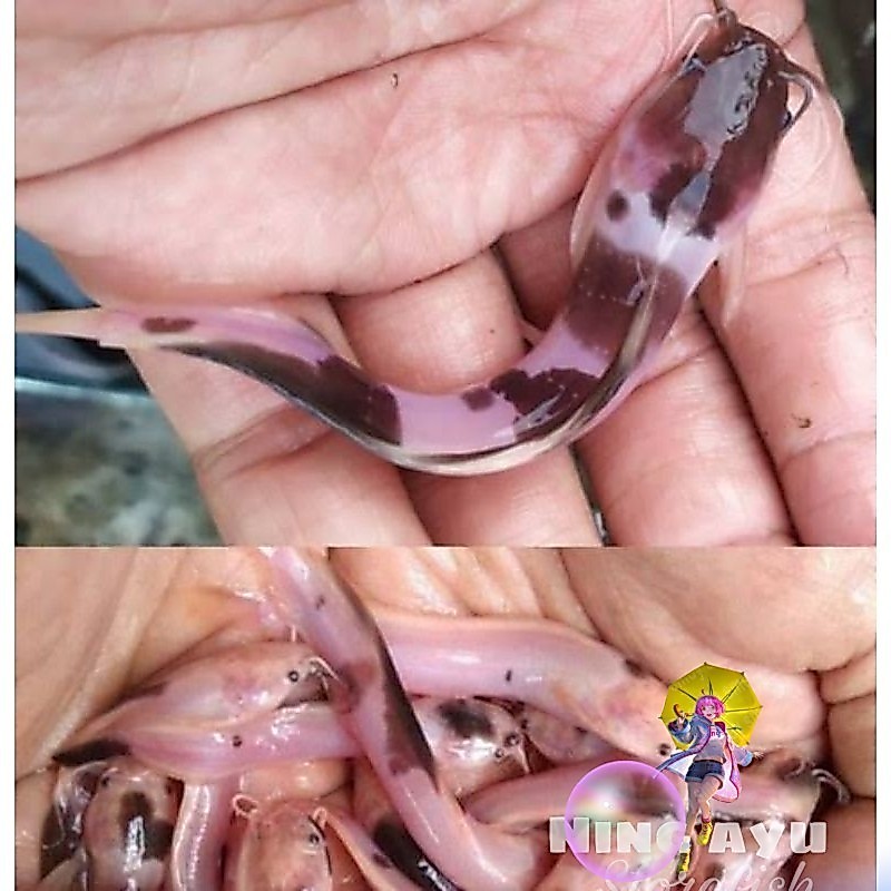 Ikan Lele Albino Bule Size 7-8 Cm ISI 5 Ekor