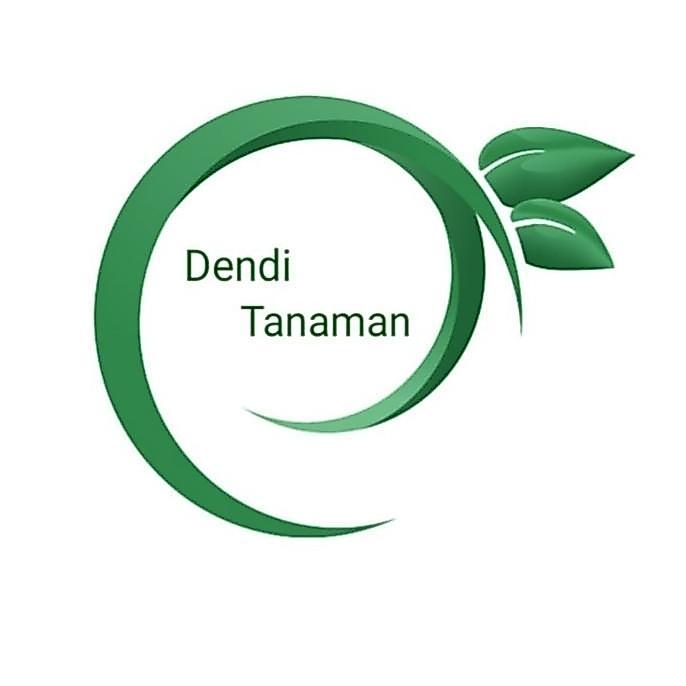 POHON Bibit Pohon Pisang Kepok Super / Buah Pisang Kepok BBB ATV super