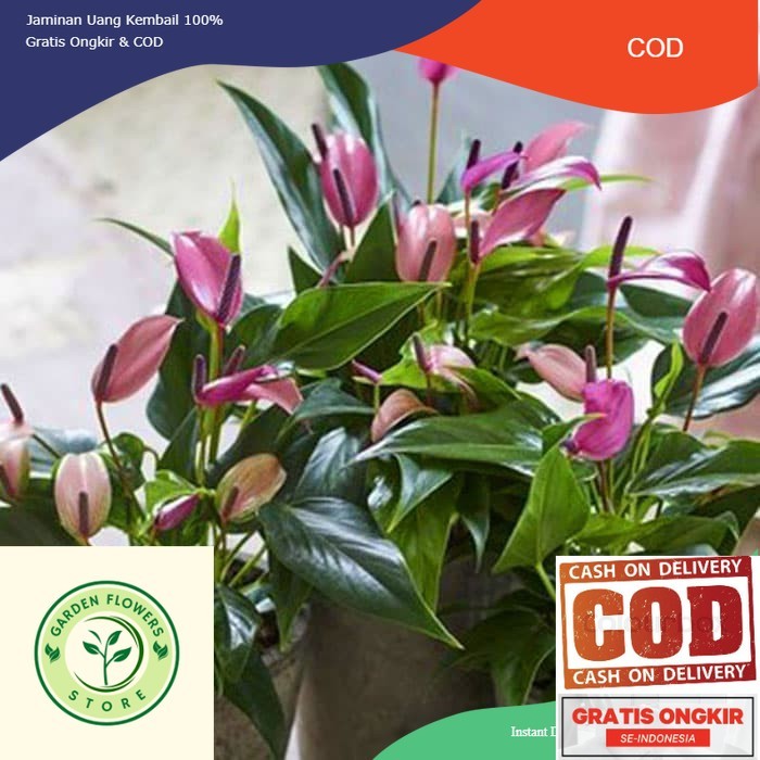 Tanaman hias Anthurium ungu mini / anthurium mickey mouse purple