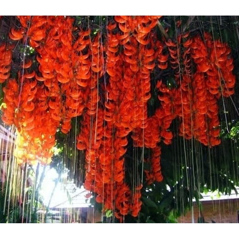 Tanaman Hias Bunga Irian Flame - Irian Of Flame Orange