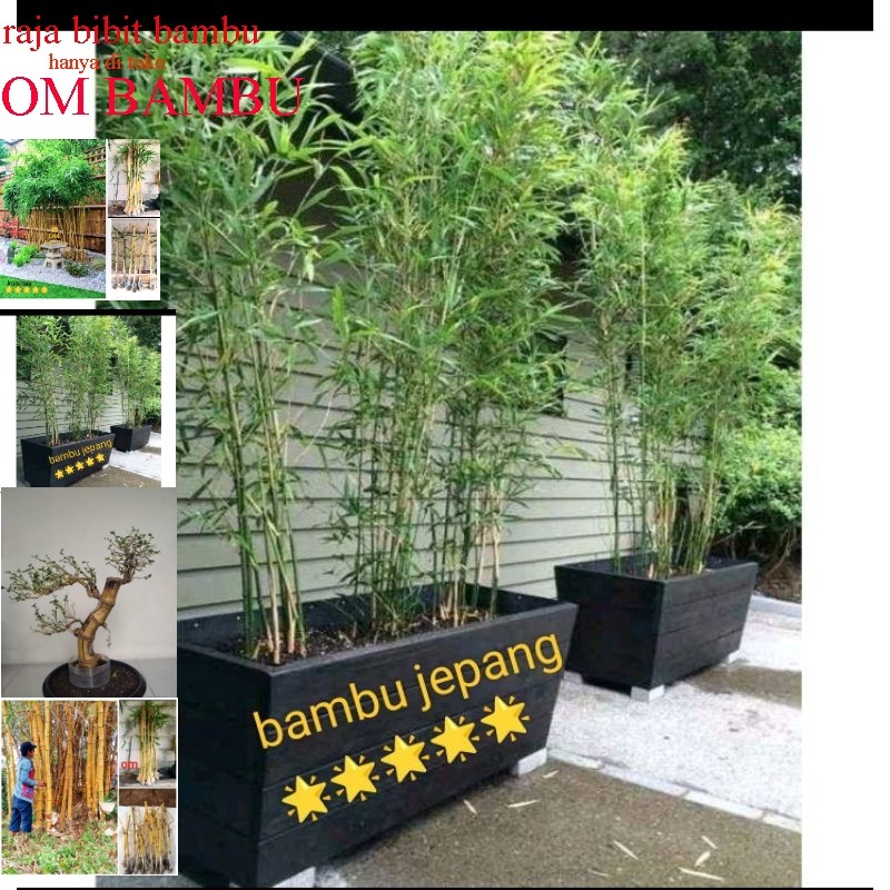tanaman hias bambu jepang/bibit bambu hijow