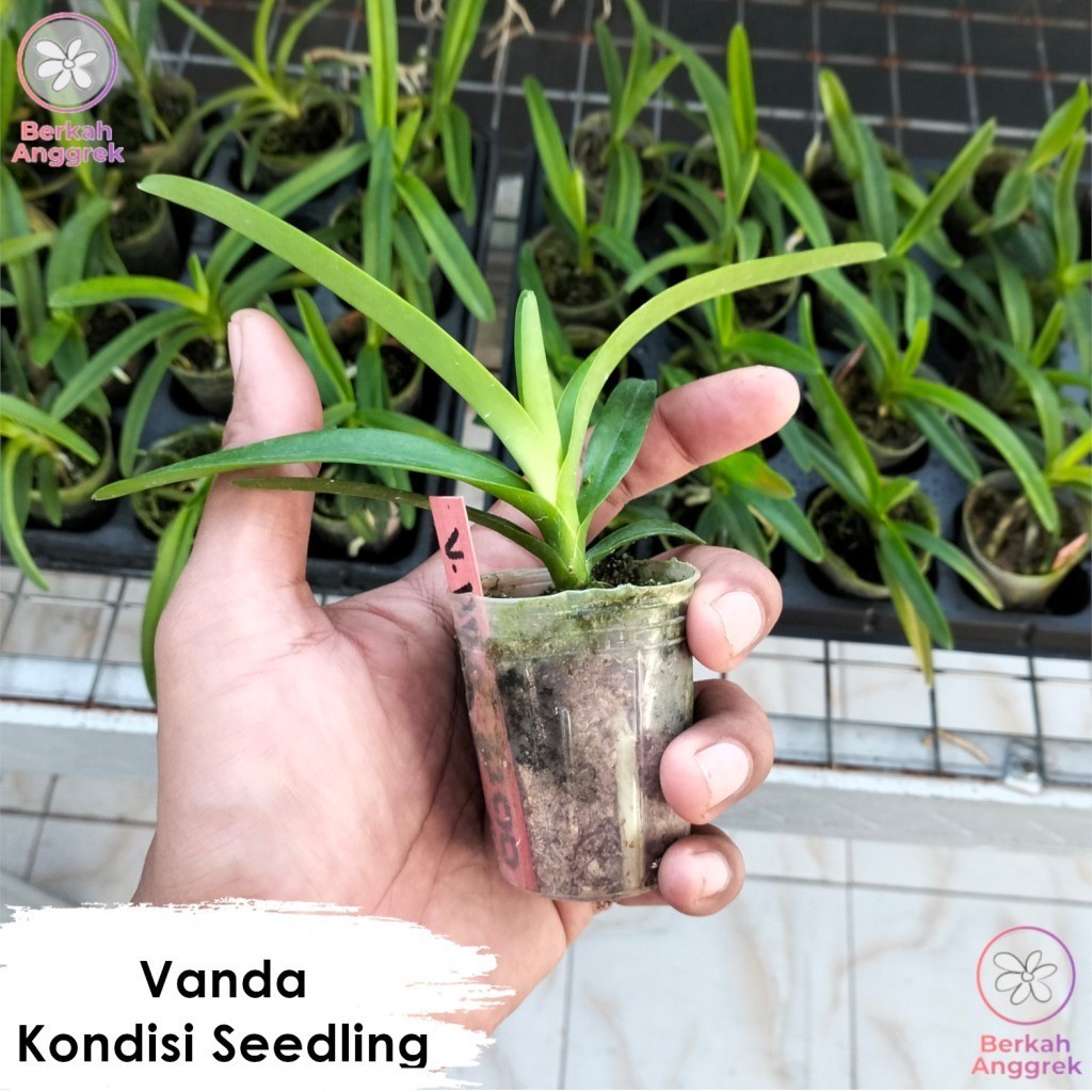 

Anggrek Vanda Hybrid Seedling Bunga Besar Semua ada ID nya