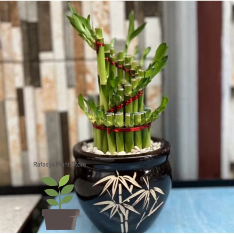 Tanaman Bambu hoki / Bambu rejeki tanaman indoor