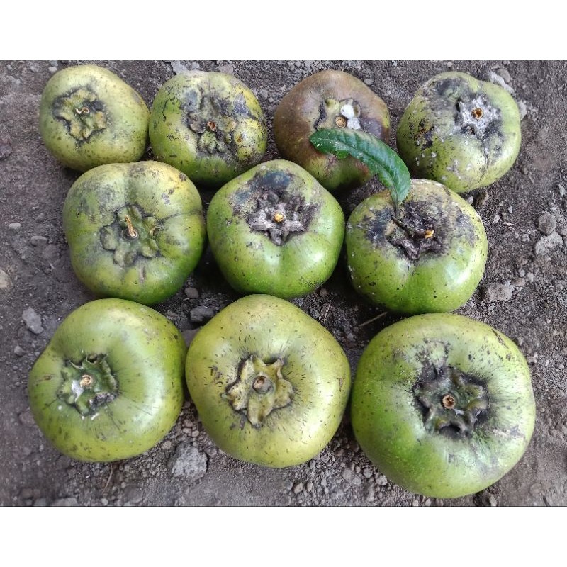 BUAH BLACK SAPOTE JUMBO GIANT / BUAH SAPOTE HITAM JUMBO IMPORT