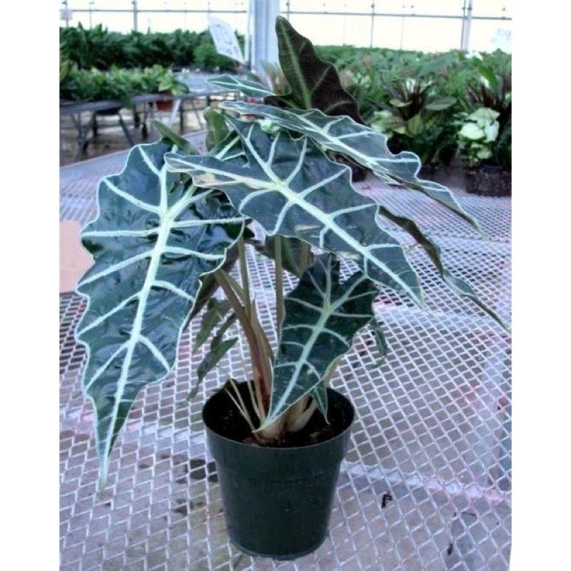 Tanaman Hias Keladi Amazon-Keladi Amazon