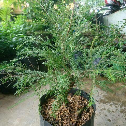 Bibit Tanaman Cucur Atap Langka/ Tanaman Obat Ujung Atap Bibit Tanaman Super Unggul CV GLAMOUR TANI