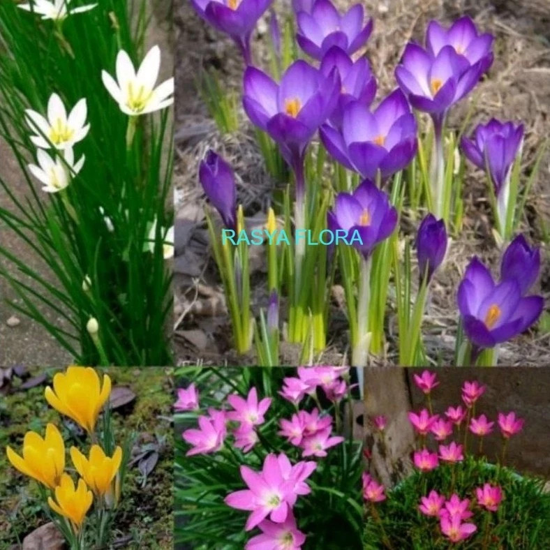 Tanaman hias paket 5 Lily hujan/ rain lily jenis bunga