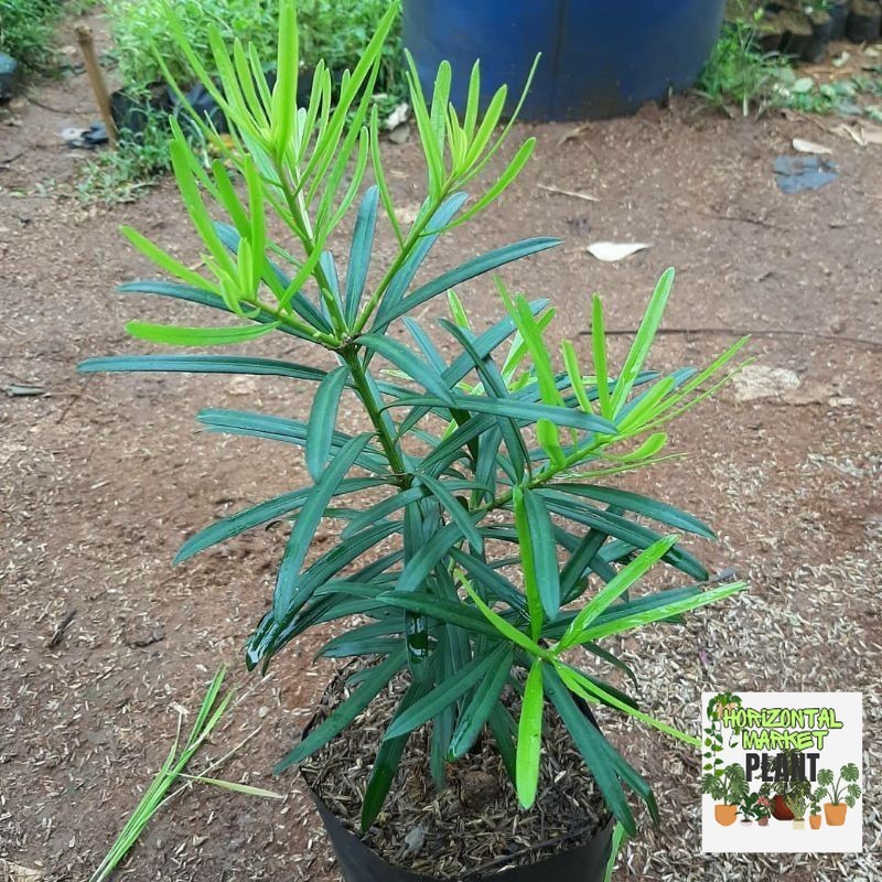 { BISA COD } tanaman hias lohansung taiwan pohon lohansung taiwan bibit bonsai lohansung taiwan