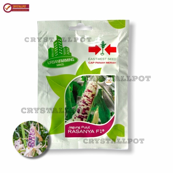 BENIH BIBIT JAGUNG PULUT RASANYA F1 CAP PANAH MERAH - JAGUNG RASANYA